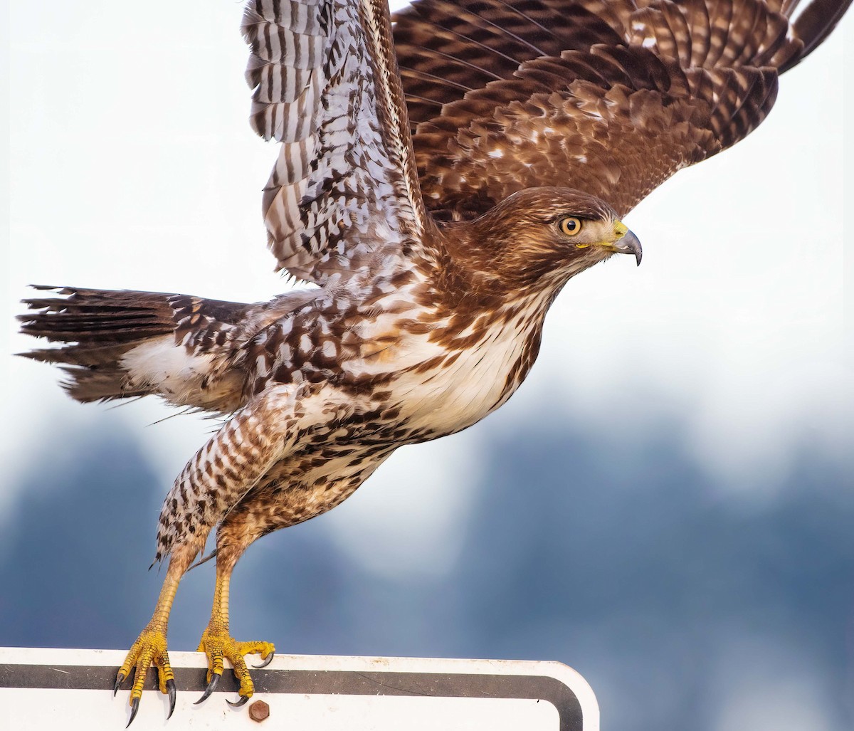 Red-tailed Hawk - ML414439161