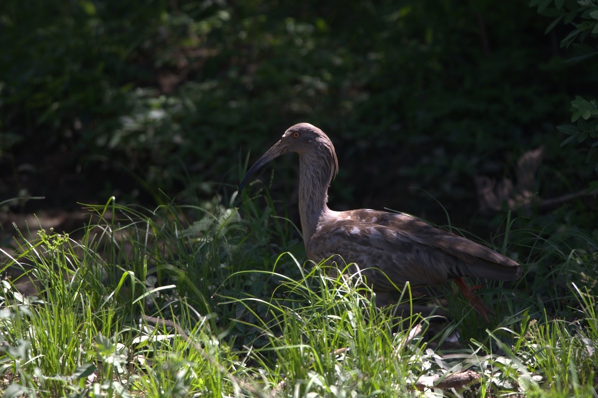 ibis běločelý - ML414440471