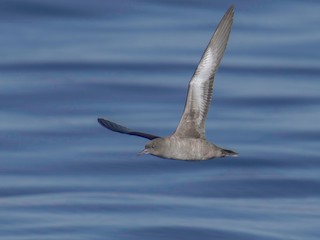  - Sooty Shearwater