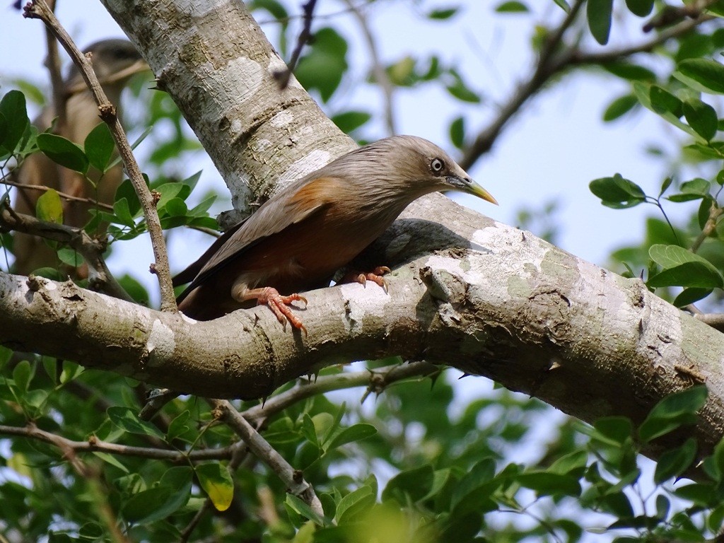 Chestnut-tailed Starling - Sreekumar Chirukandoth