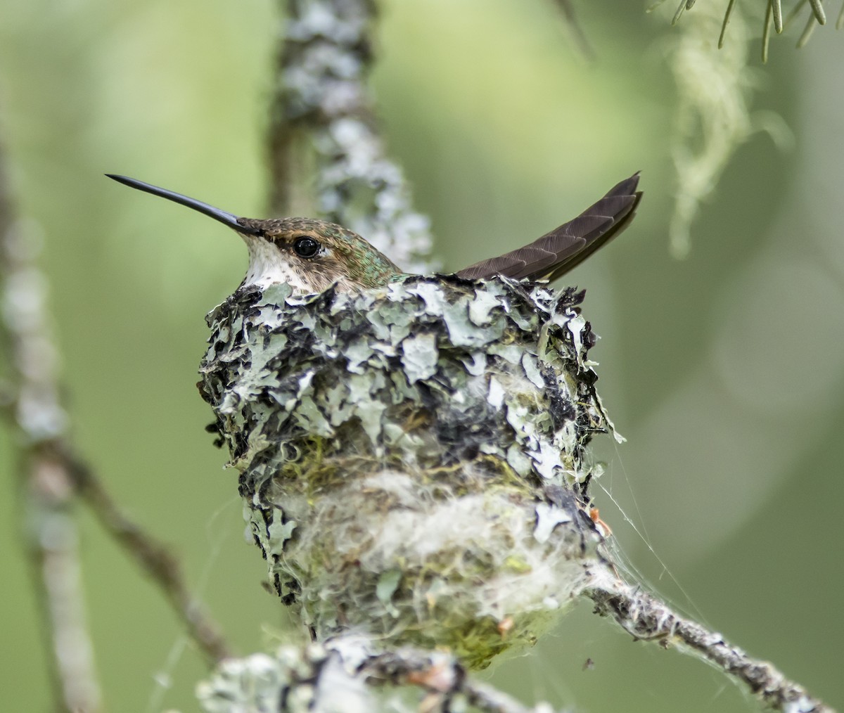 Rufous Hummingbird - ML41445131