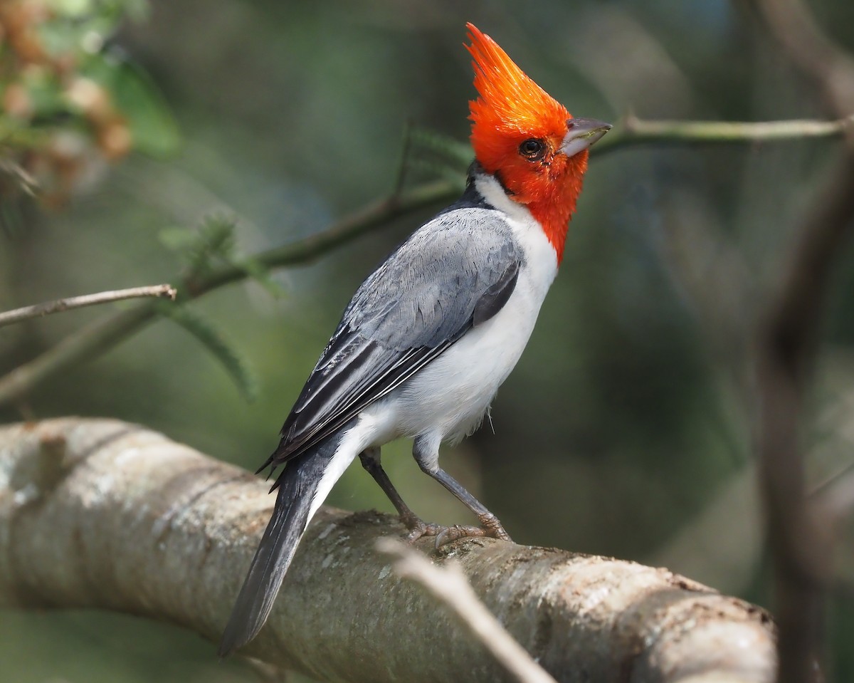 Red-crested Cardinal - Darren Shirley