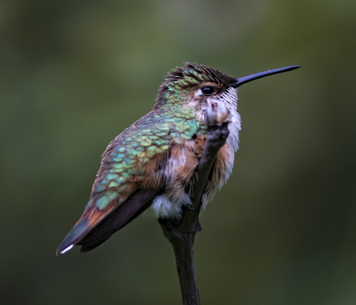 Rufous Hummingbird - ML41445181