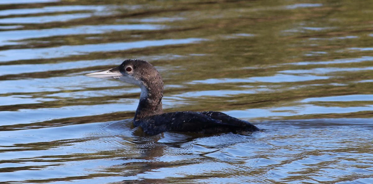 Common Loon - Mitch Foret