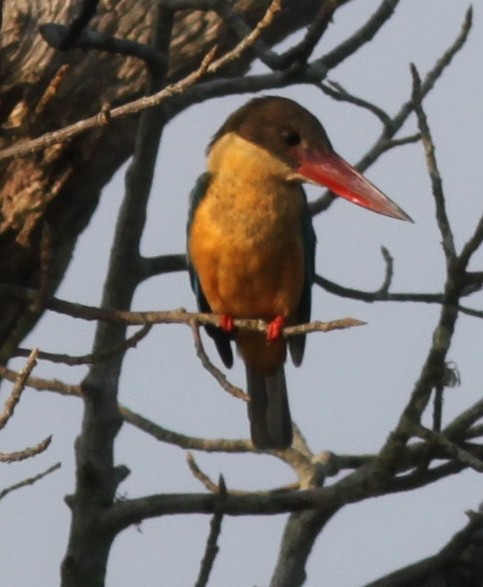 Stork-billed Kingfisher - Vikas Madhav Nagarajan