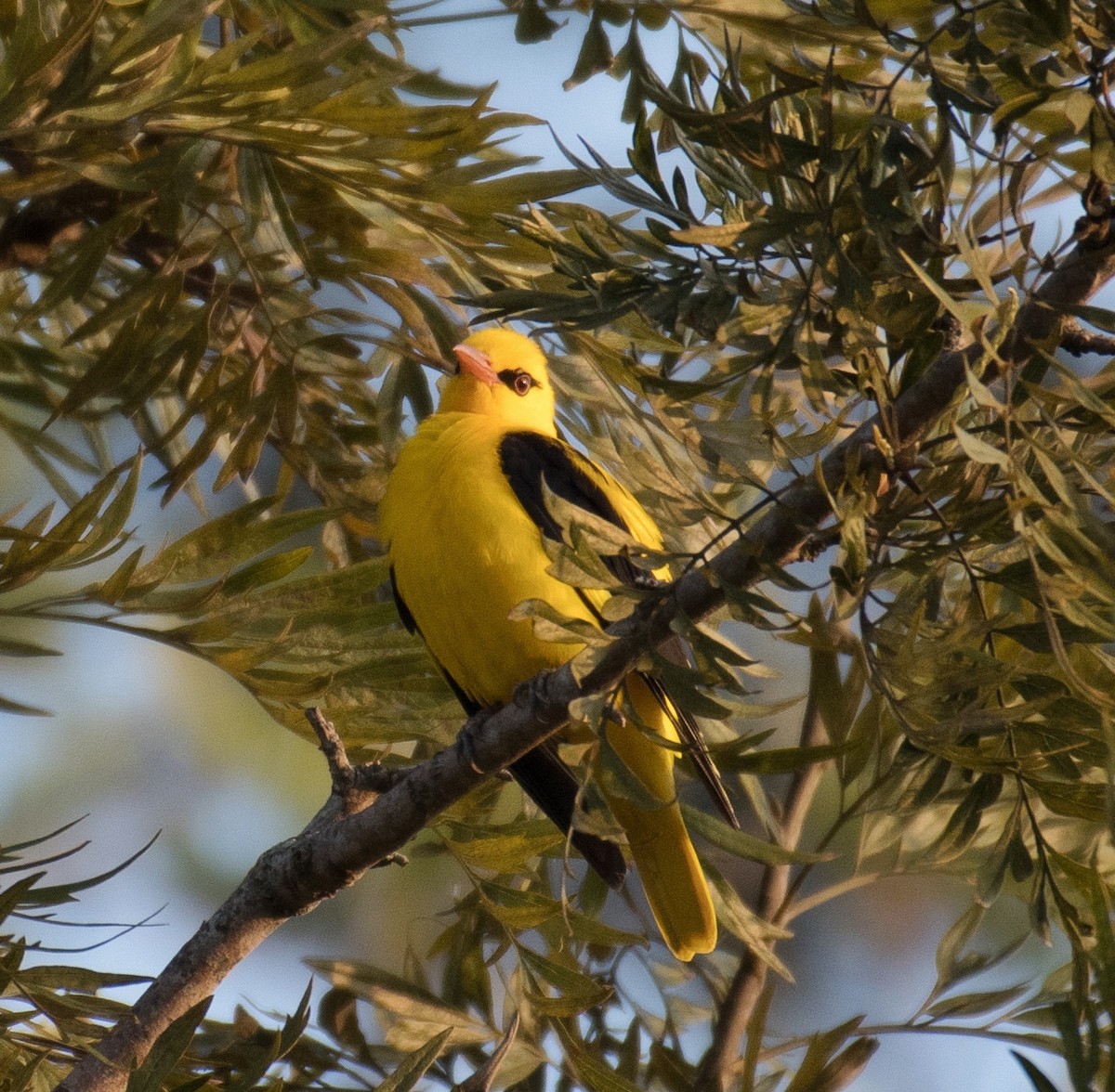 Indian Golden Oriole - ML414459051