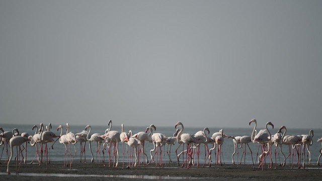 Greater Flamingo - ML414459621