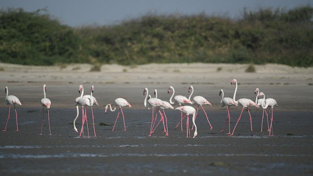 Greater Flamingo - ML414459691