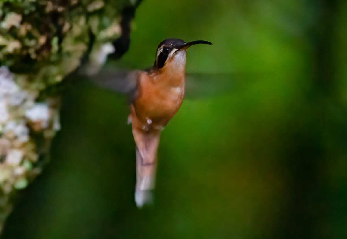 kolibřík šedobradý (ssp. griseogularis/zonura) - ML414460681