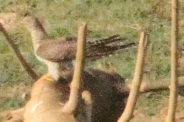 Common Cuckoo - Vikas Madhav Nagarajan