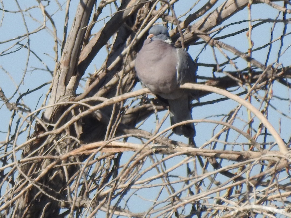 Common Wood-Pigeon - ML414460981