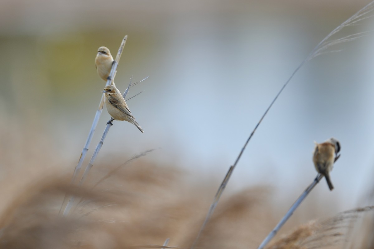 ML414461821 Chinese Penduline-Tit Macaulay Library