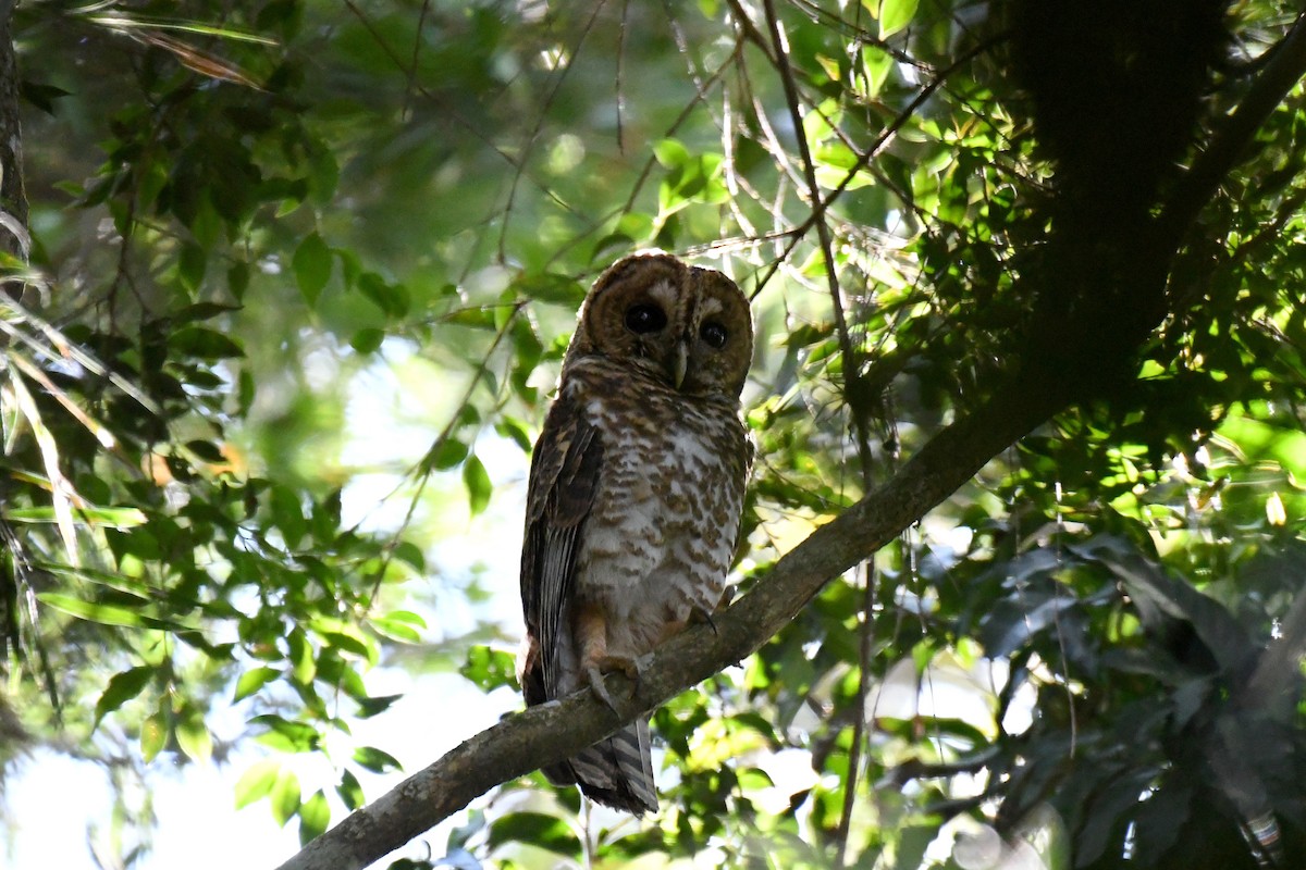 Rusty-barred Owl - ML41446951
