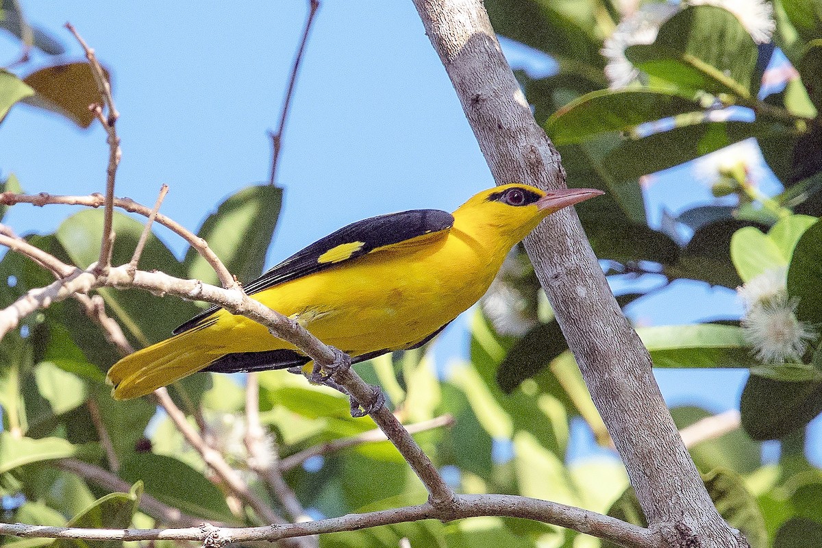 Indian Golden Oriole - ML414473941