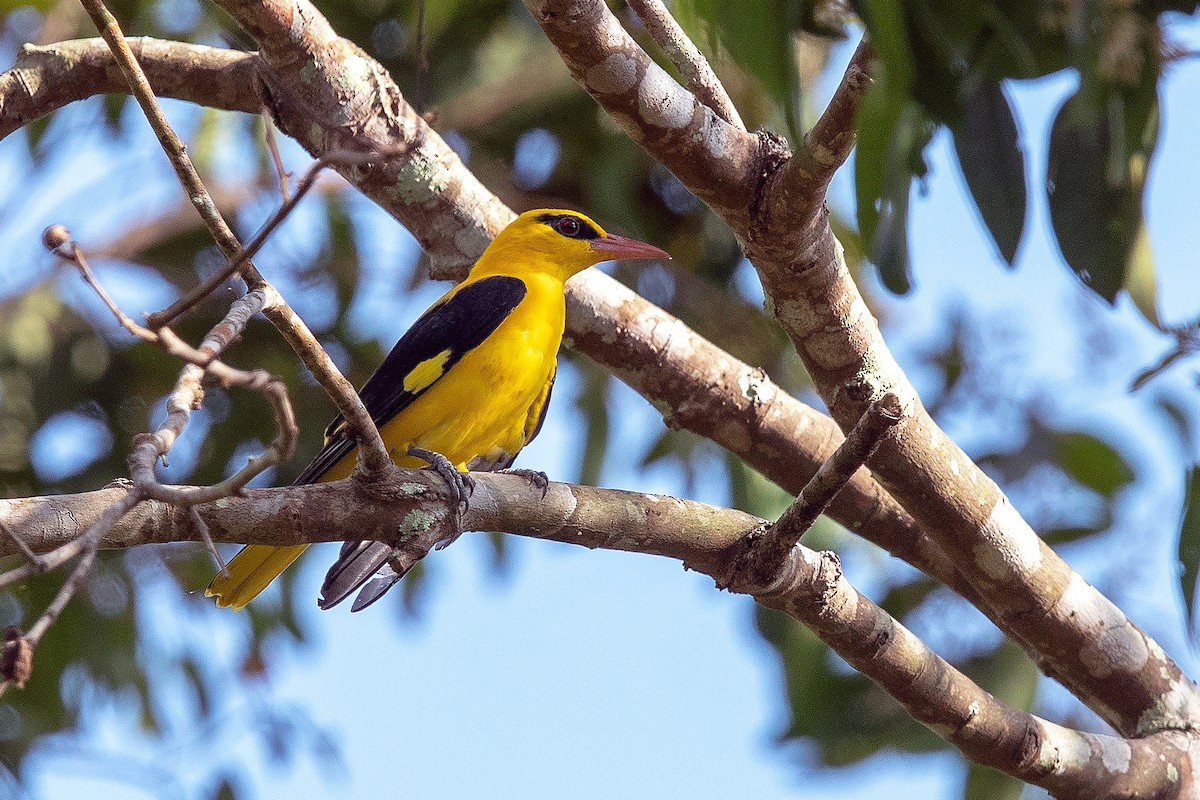 Indian Golden Oriole - ML414473961