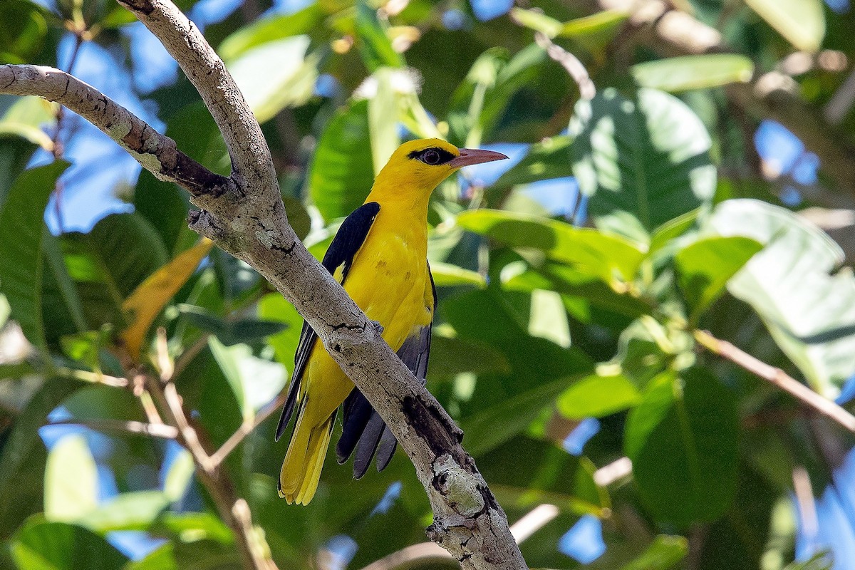 Indian Golden Oriole - ML414473981
