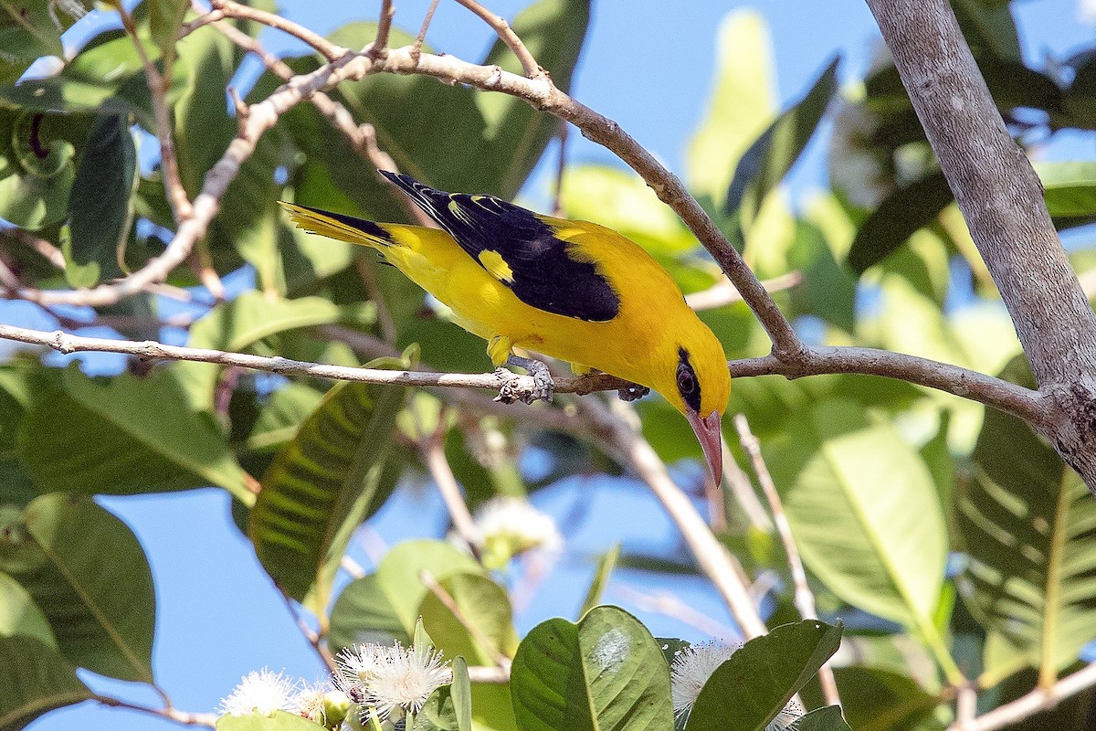 Indian Golden Oriole - ML414474001