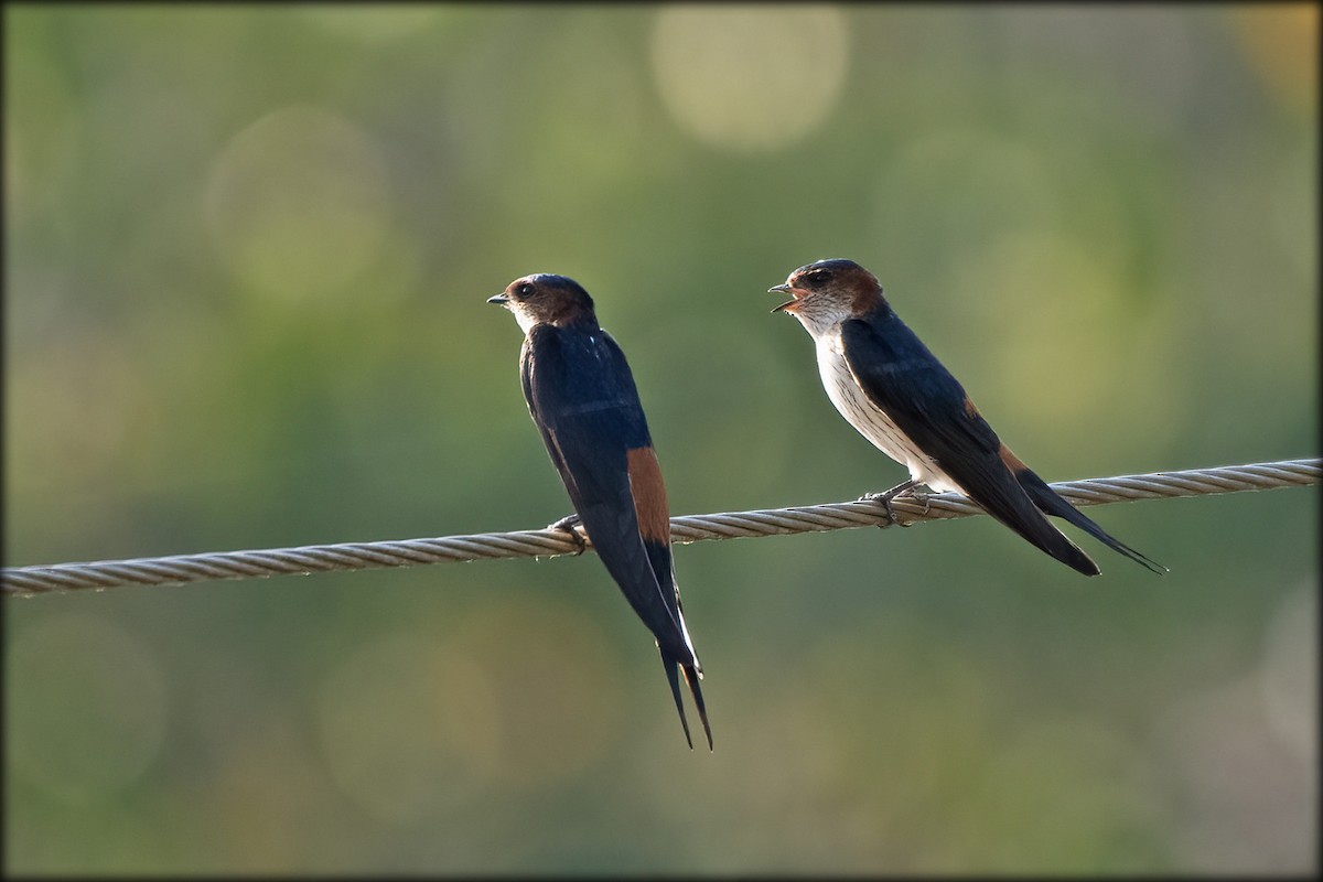 Red-rumped Swallow - ML414478171