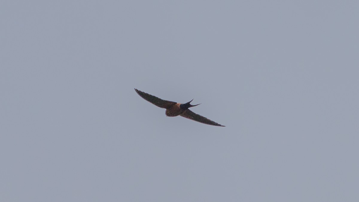 Rufous-bellied Swallow - ML414478211