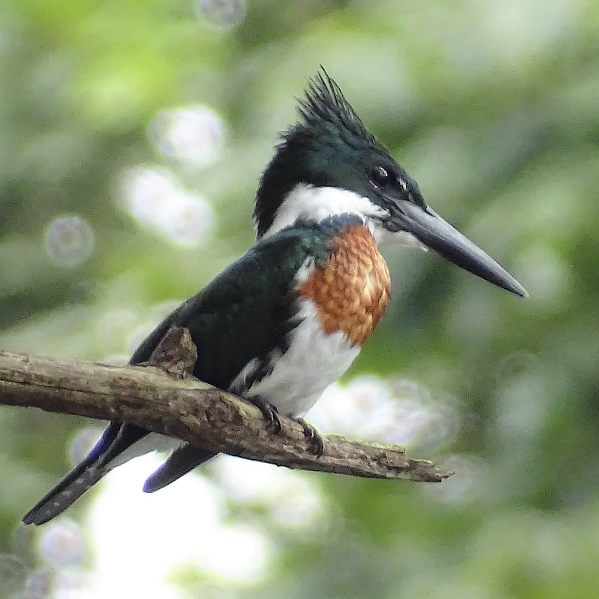 Amazon Kingfisher - Horacio Alberto Garcia