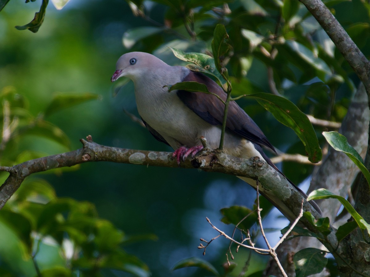 Mountain Imperial-Pigeon - ML414479401