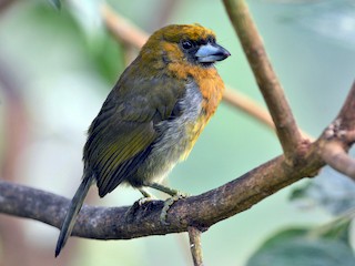  - Prong-billed Barbet