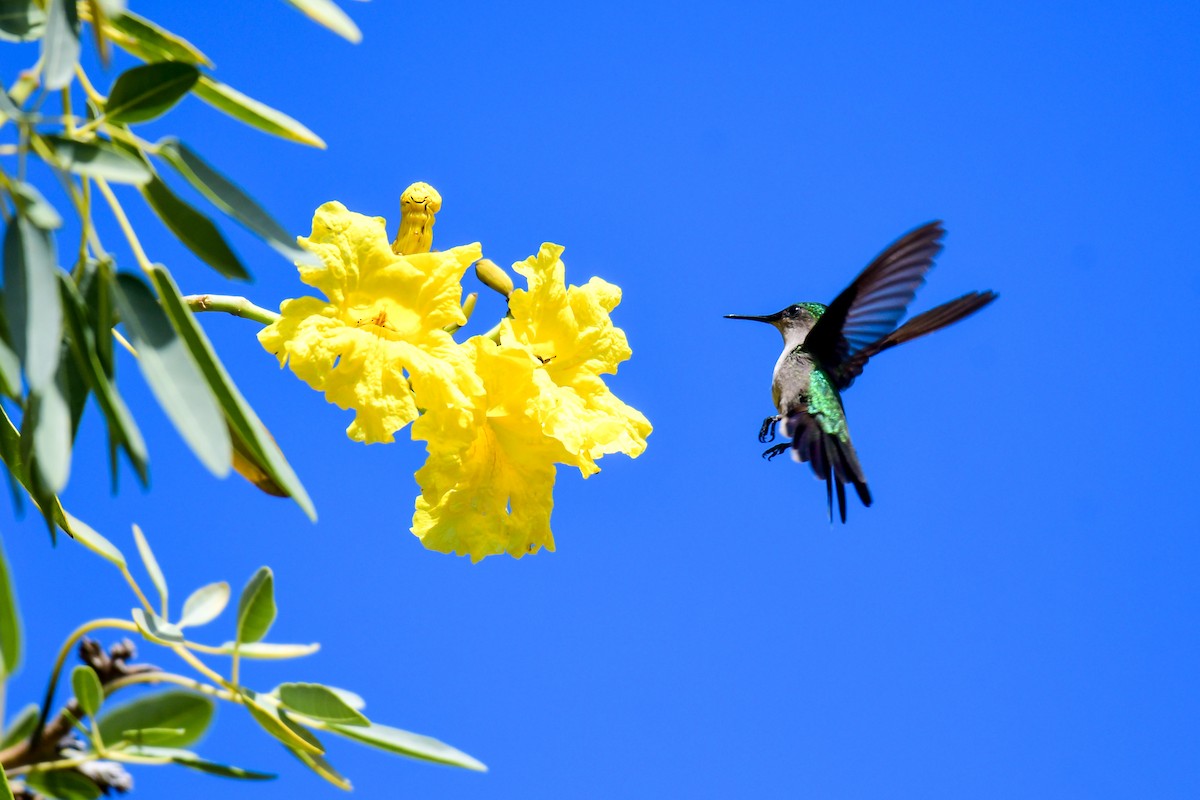 Antillean Crested Hummingbird - Raphaël Nussbaumer