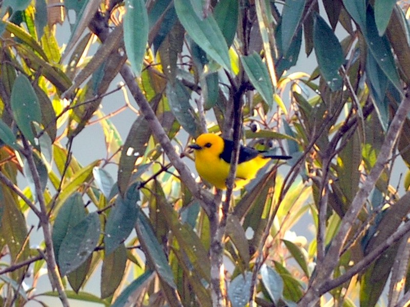Black-and-yellow Tanager - John Doty