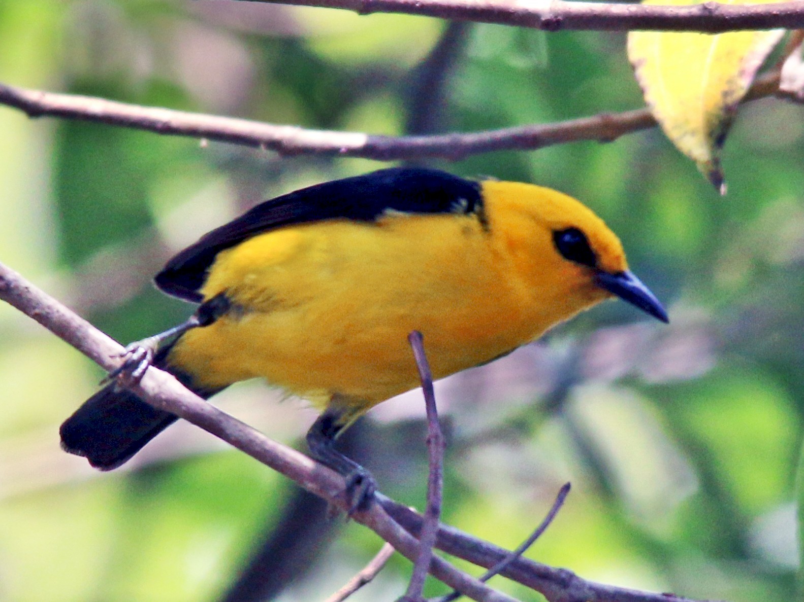Black-and-yellow Tanager - Gustino Lanese