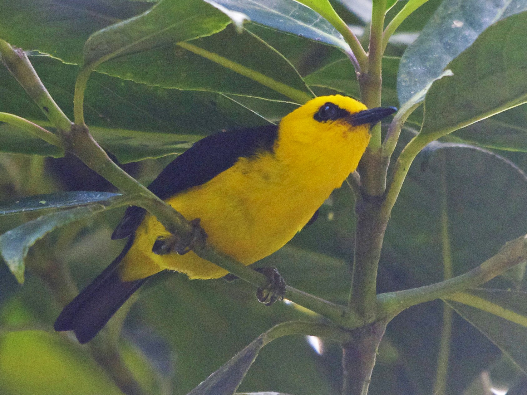 Black-and-yellow Tanager - Jan Cubilla