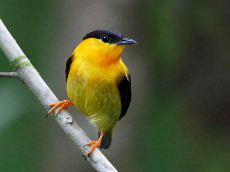 Manakin sa narandžastom ogrlicom - eBird