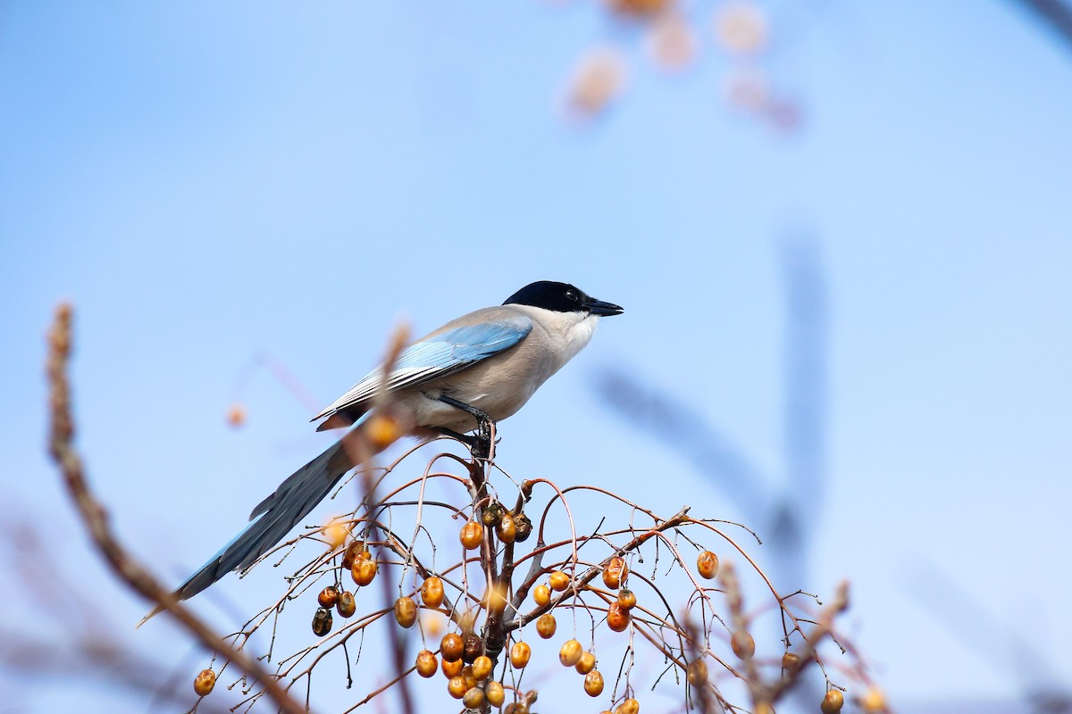 Azure-winged Magpie - ML414486751