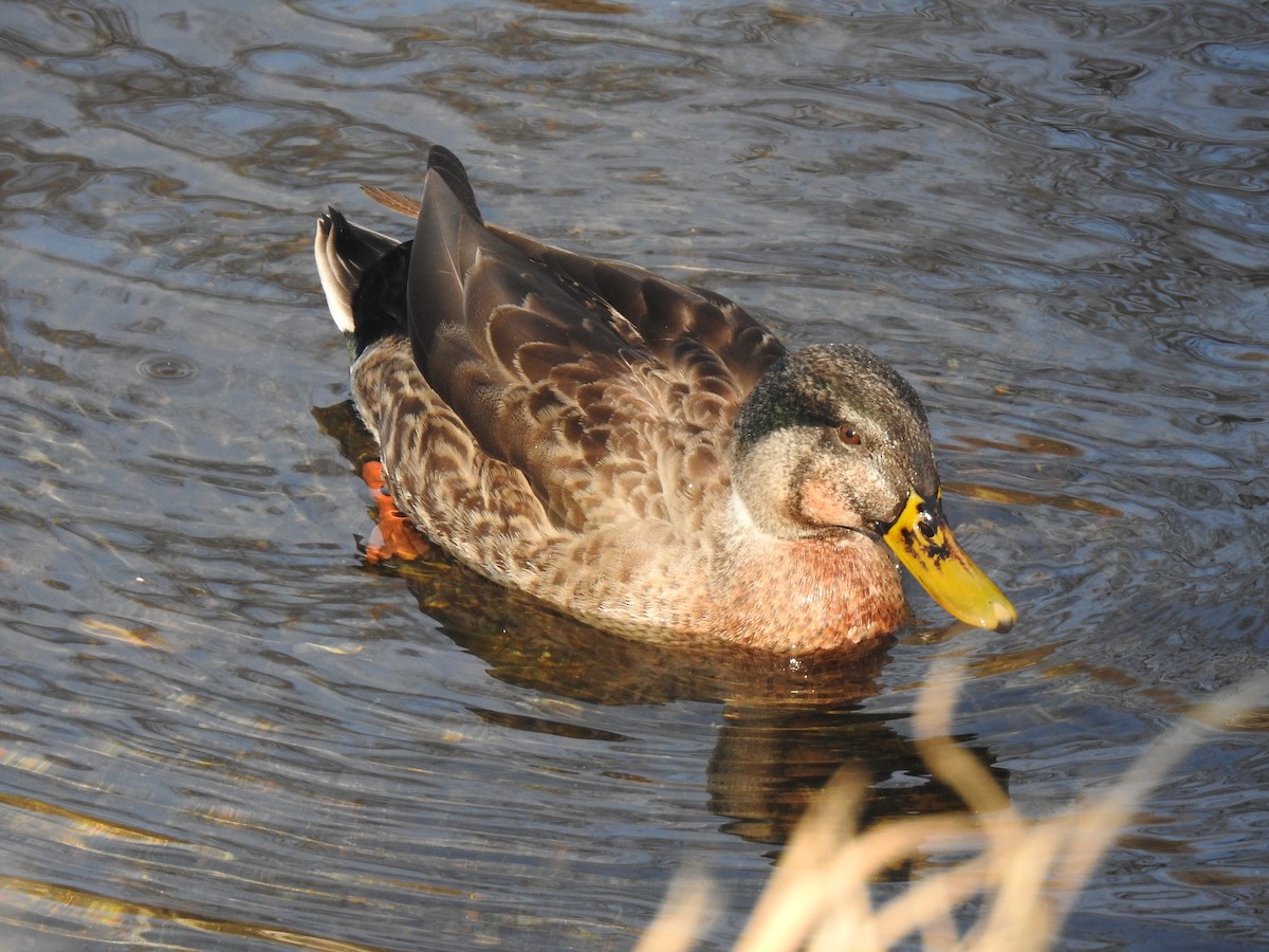 Mallard x Eastern Spot-billed Duck (hybrid) - Anonymous