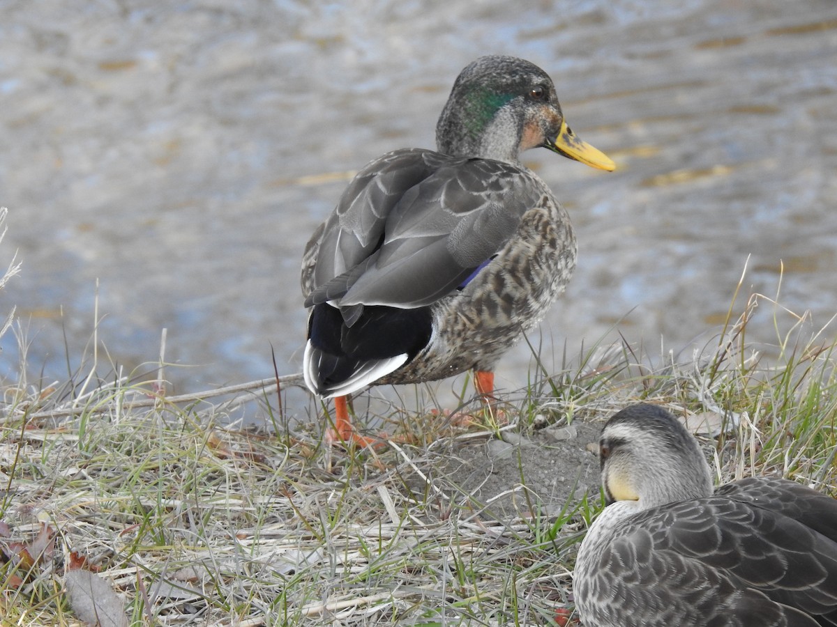 Mallard x Eastern Spot-billed Duck (hybrid) - ML414490721