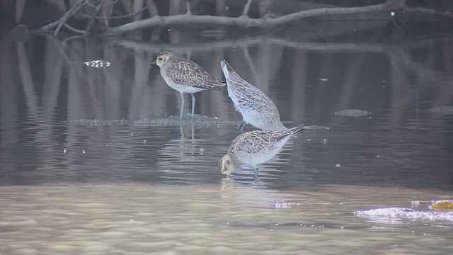Asian Dowitcher - ML414492071