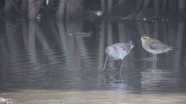 Asian Dowitcher - ML414492281
