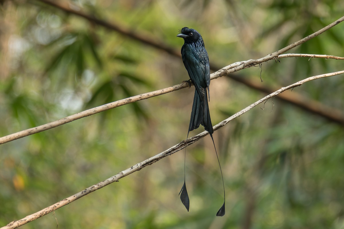 Greater Racket-tailed Drongo - ML414495271