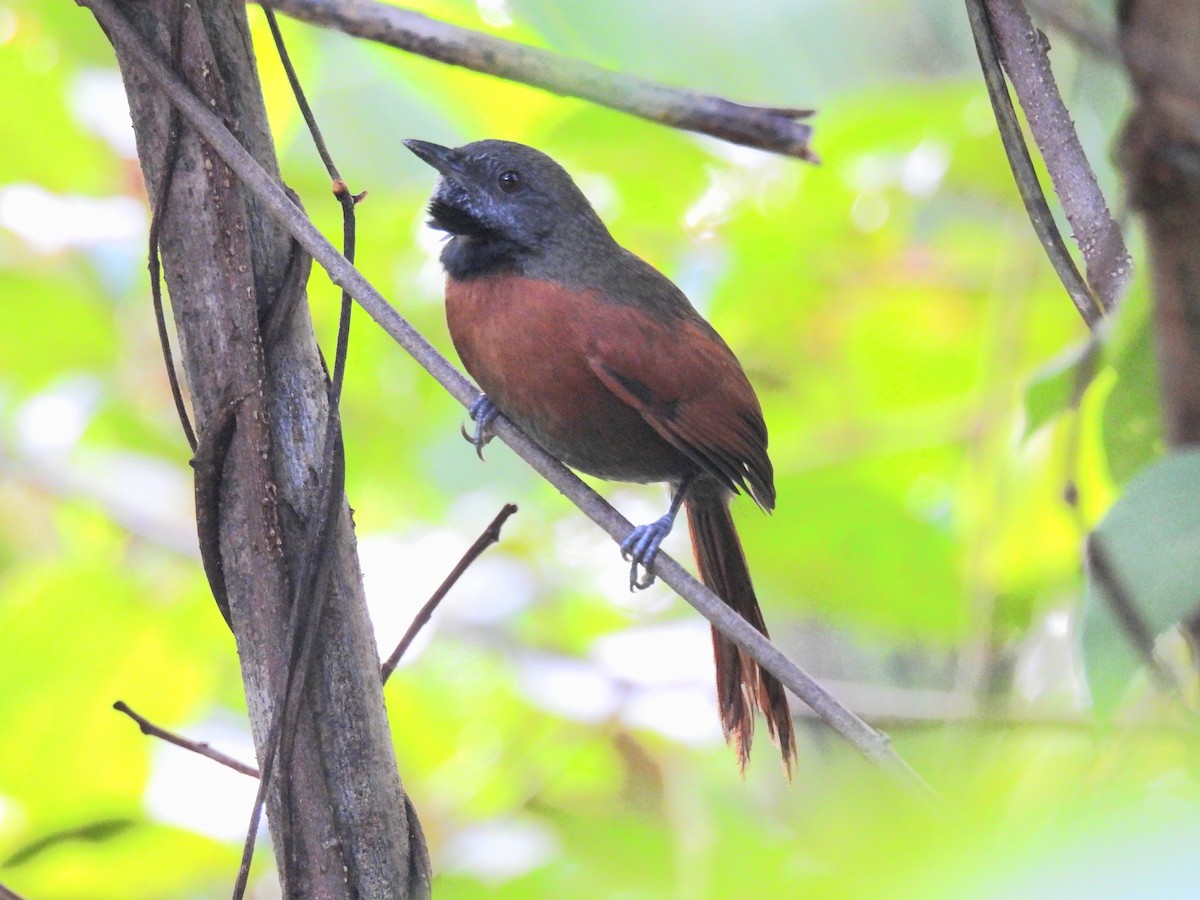 Rufous-breasted Spinetail - ML414495951