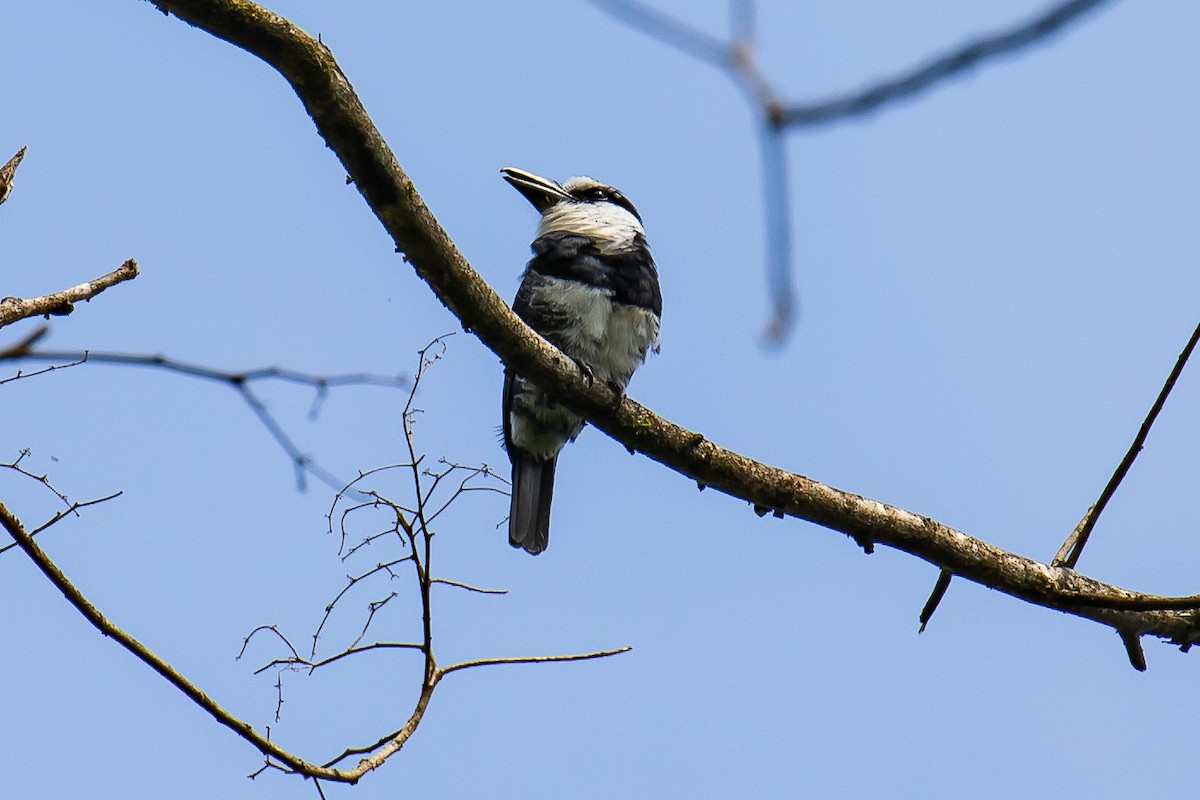 White-necked Puffbird - Chris S. Wood