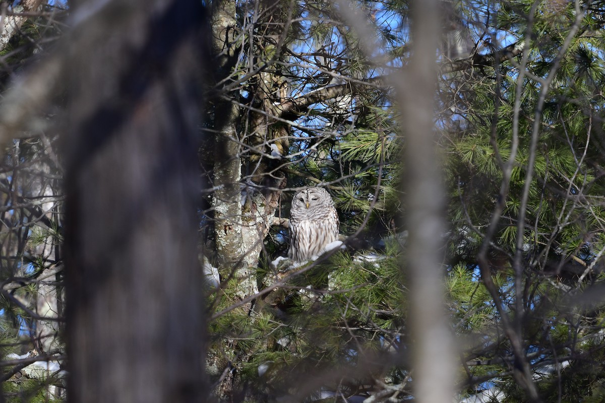 Barred Owl - ML414501461