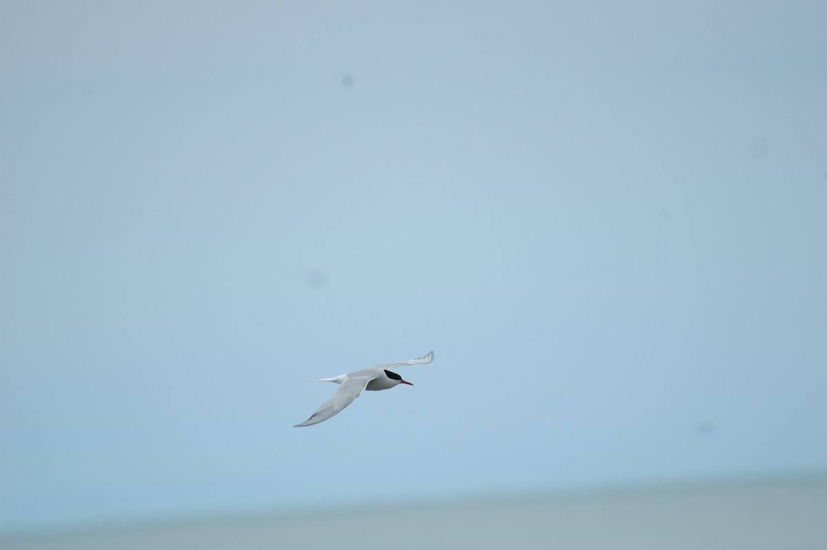 Common Tern - Magill Weber