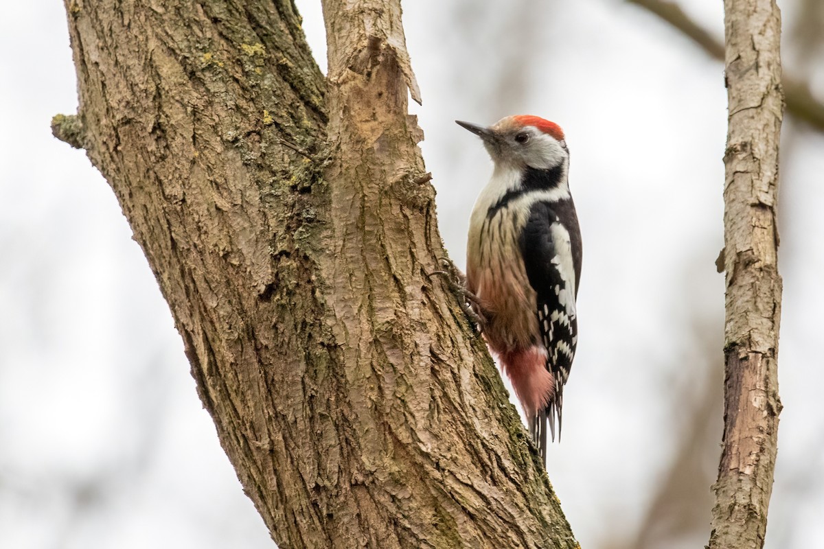 Middle Spotted Woodpecker - Alexis Lours