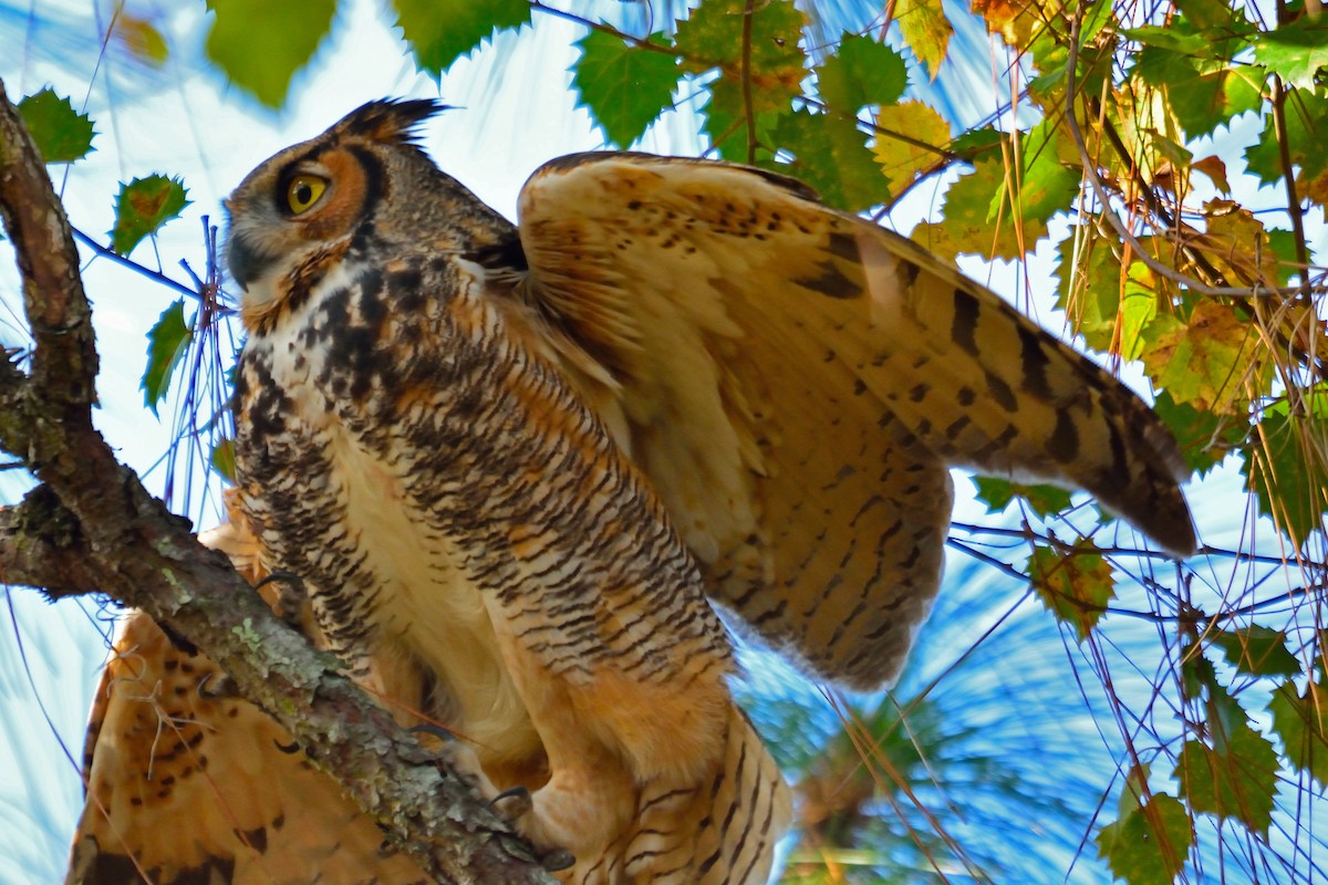 Great Horned Owl - Michael Coppola