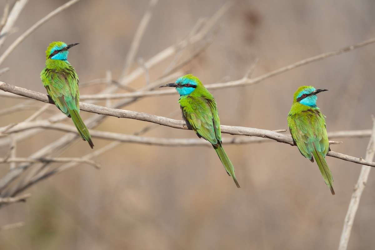 Arabian Green Bee-eater - Phil Chaon