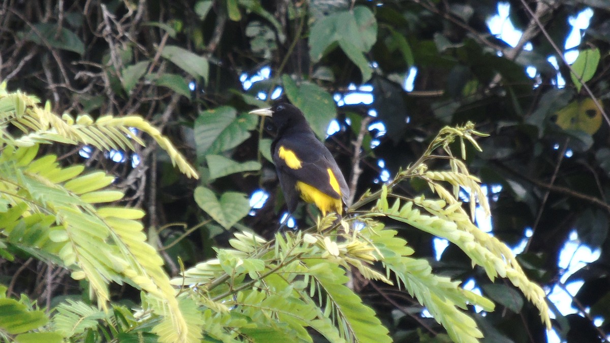 Yellow-rumped Cacique - ML414512691