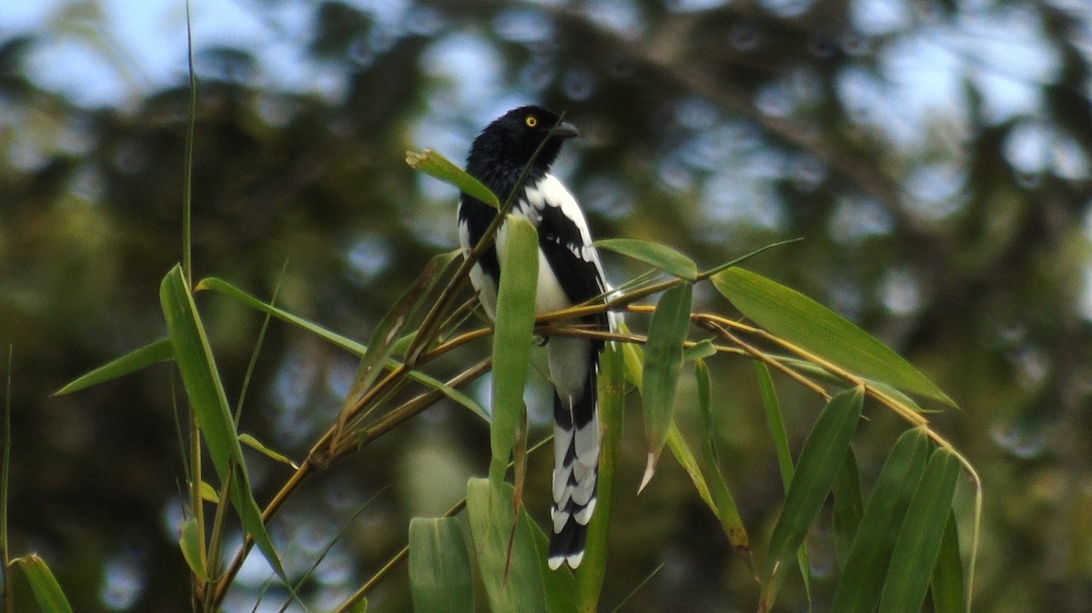 Magpie Tanager - ML414513341