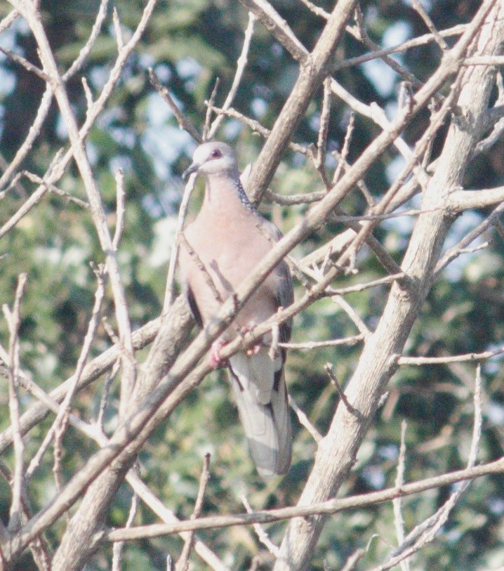 Spotted Dove - ML414515121