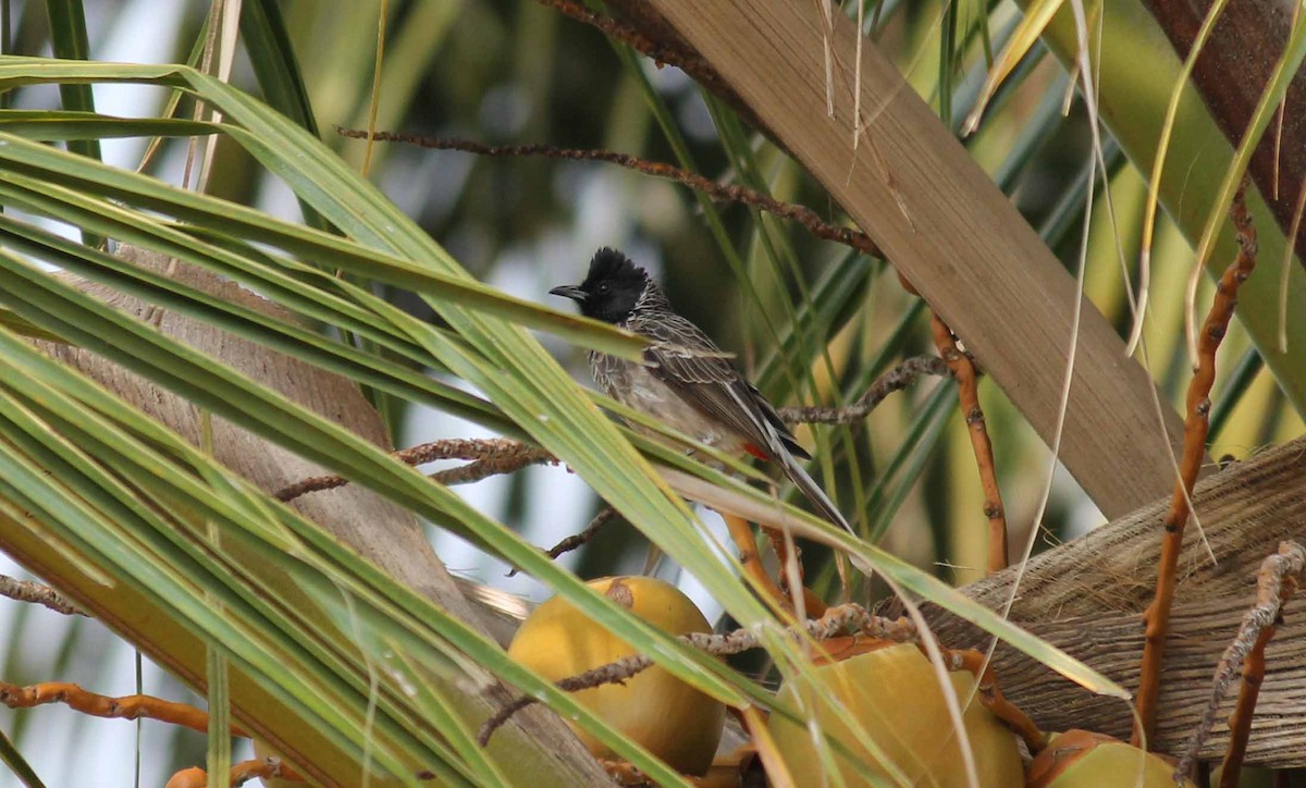 Red-vented Bulbul - ML41451691