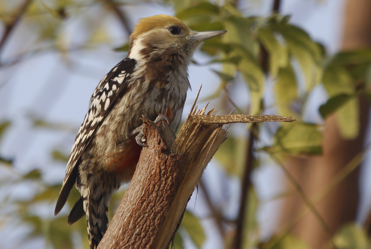Yellow-crowned Woodpecker - ML414517351