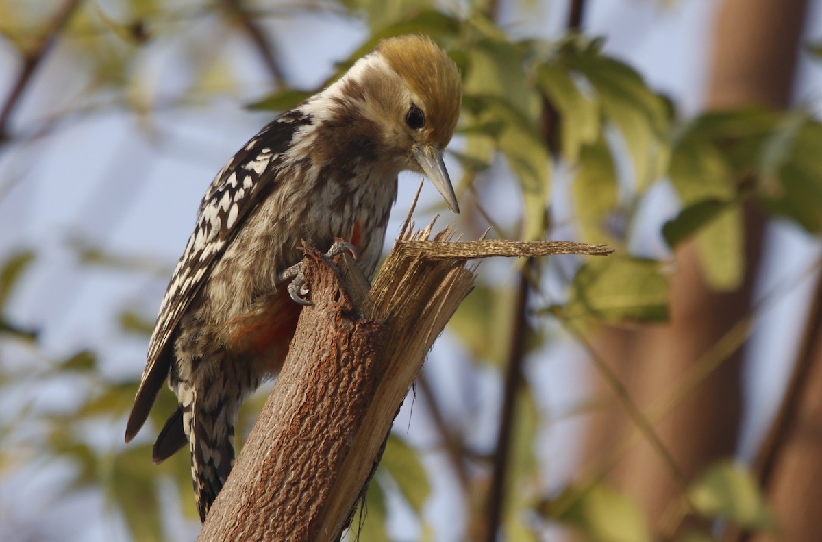 Yellow-crowned Woodpecker - ML414517361